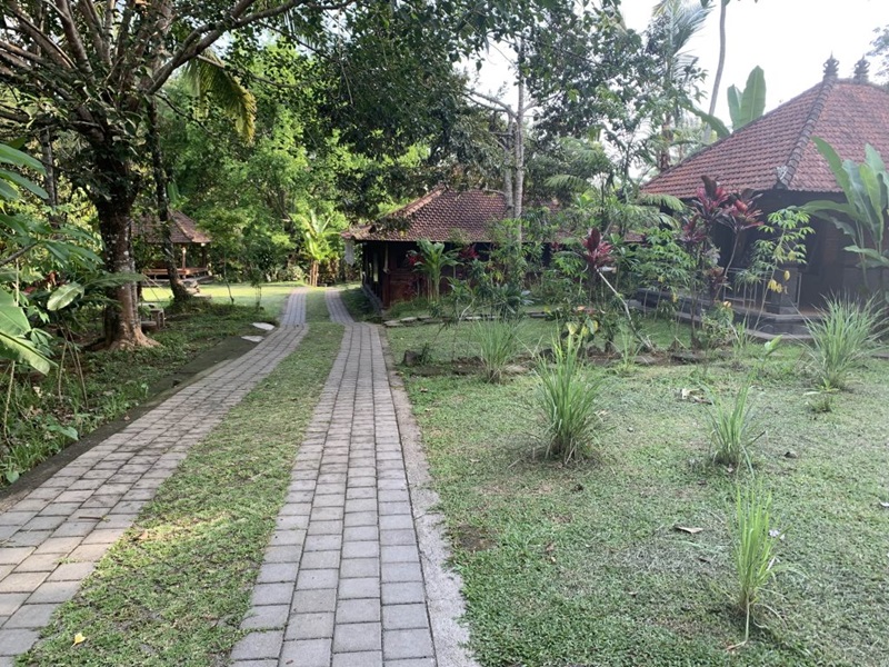 snapshot of Forest